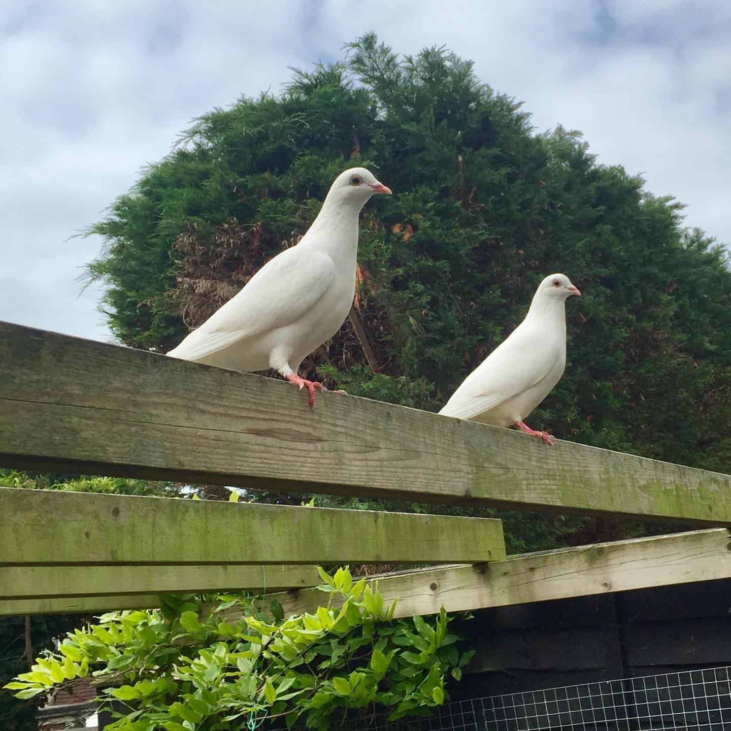 Our Birds and Welfare